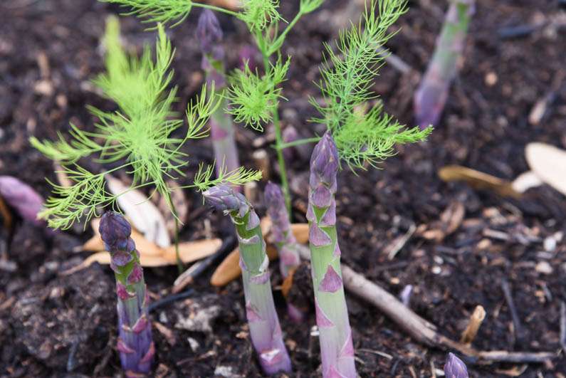 Happy Spring - asparagus