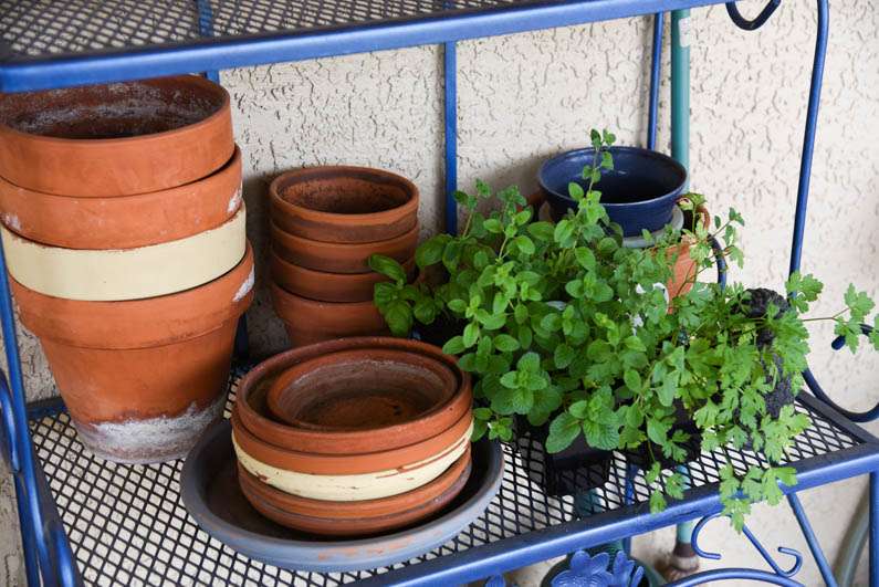 Happy Spring -herbs to be potted