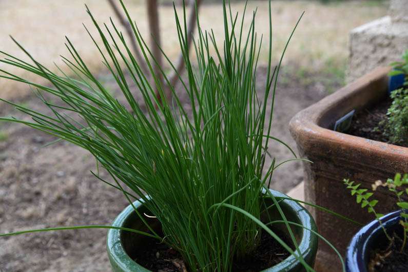 Happy Spring - chives