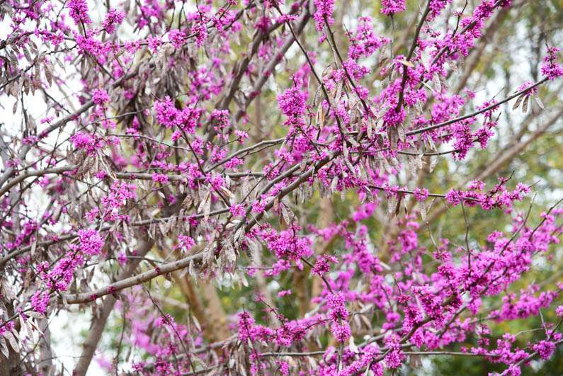 Happy Spring - redbuds side of house