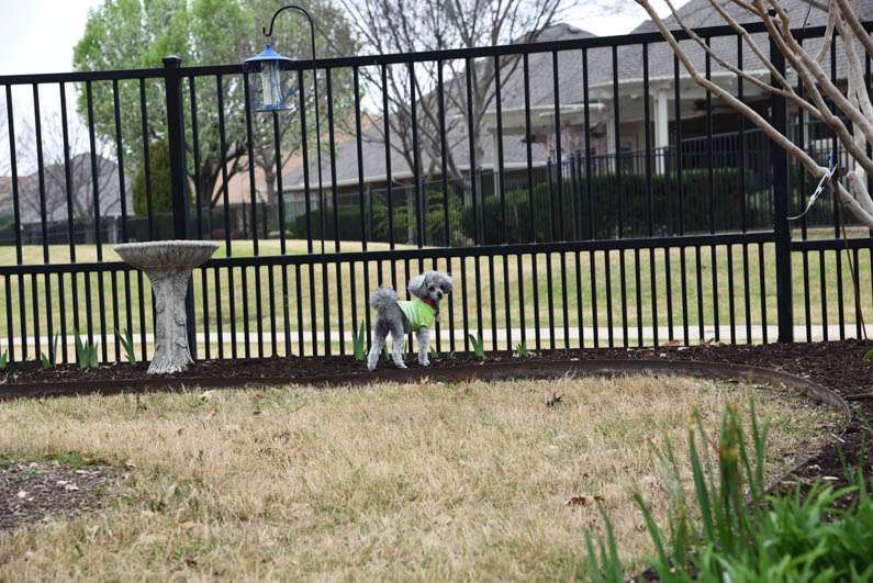 Happy Spring - Izzie at the fence