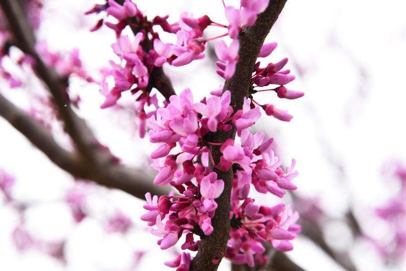 Happy Spring - redbud flowers