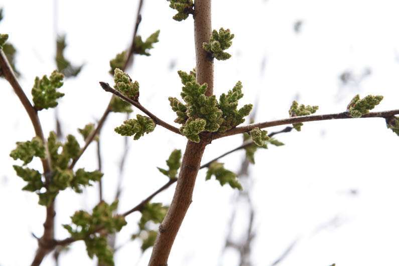 Happy Spring - Chinese Pistachio buds