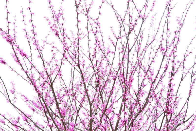 Happy Spring - Redbud