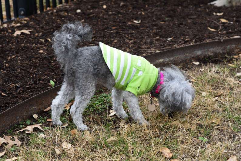 Happy Spring - Izzie sniffing