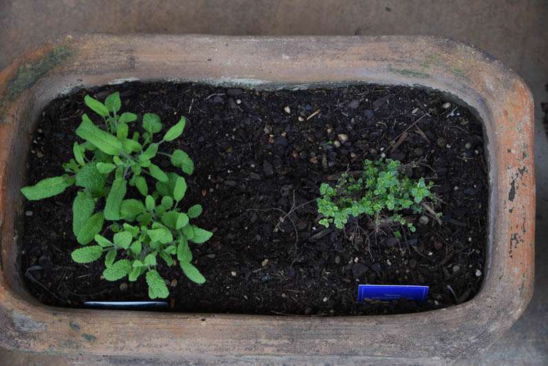 Happy Spring - sage and lemon thyme