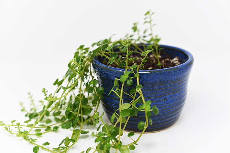 Blue Planter with baby tears